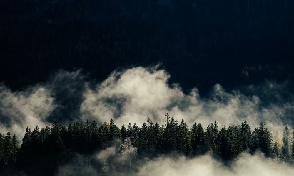 Wolken am Nachthimmel über einem Nadelwald.