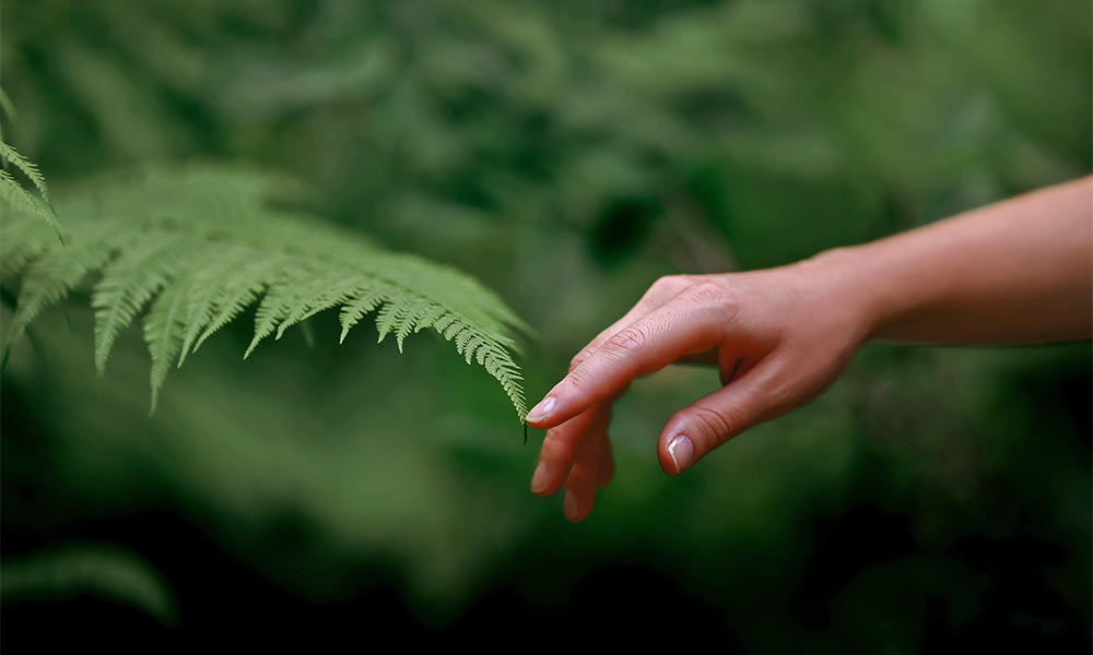 Finger, der die Spitze eines Farnblatts berührt.